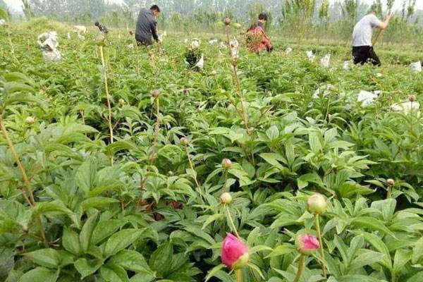 牡丹種植鼴鼠防治夾子